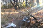 Shot in the area of Tracts 2 & 3 - LAND AUCTION - 1,682+/- ACRES OFFERED IN 17 TRACTS IN LEWIS & GREENUP COUNTIES, KENTUCKY
